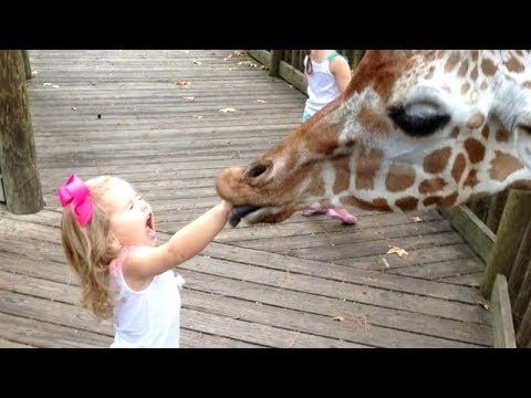 FORGET CATS! Funny KIDS vs ZOO ANIMALS are WAY FUNNIER! – TRY NOT TO LAUGH