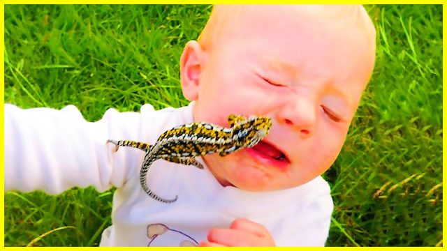 Funniest Moments Baby Meet Animals – Hilarious Fails