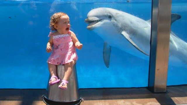 Funniest Moments Baby Meet Animals – Life Funny Pets Video 2020