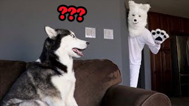 Funniest Pranks On Dogs & Cats #1 😆 TRY NOT TO LAUGH 😂 | Pets Town