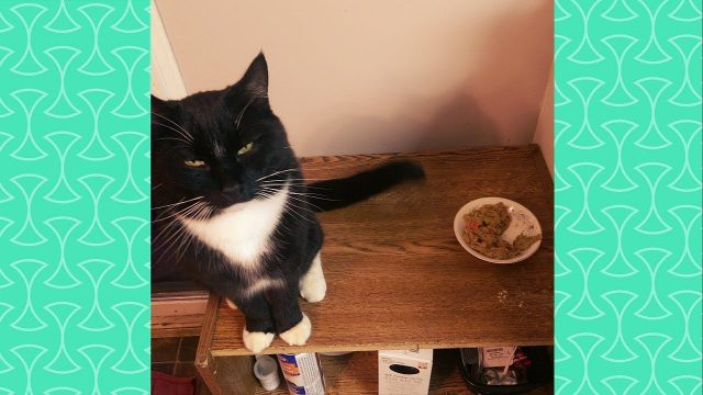 Gagging Cats –  Funny Cat Reaction to Smelling Wrong Food Funniest Cat Videos