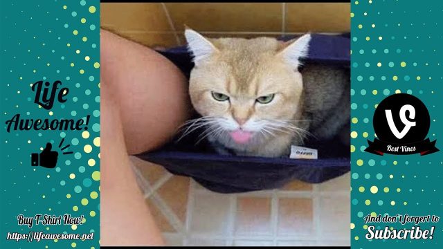 Funniest Pranks On Human & Pet 😆 TRY NOT TO LAUGH 😂