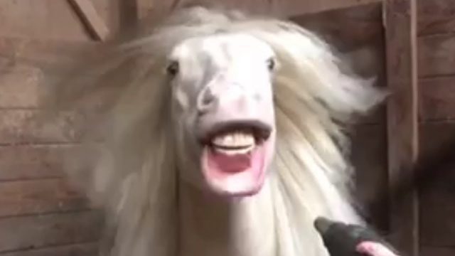 TRY NOT TO LAUGH 🐶😺🐟🐴🐐🙉🦃 Funniest Farm Animals Scared Reactions | FailArmy